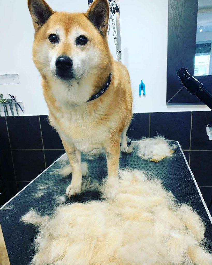 dog grooming 46