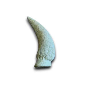 Cow Marrow Horn