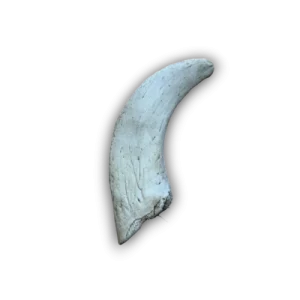 Lamb Marrow Horn